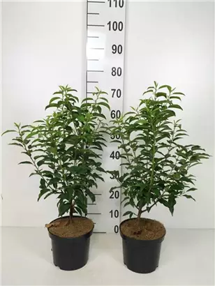 Portug.Lorbeerkirsche 'Angustifolia' - Prunus lusitanica 'Angustifolia' - Heckenpflanzen