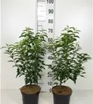 Portug.Lorbeerkirsche 'Angustifolia' - Prunus lusitanica 'Angustifolia' - Heckenpflanzen