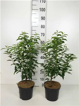 Portug.Lorbeerkirsche 'Angustifolia' - Prunus lusitanica 'Angustifolia' - Heckenpflanzen