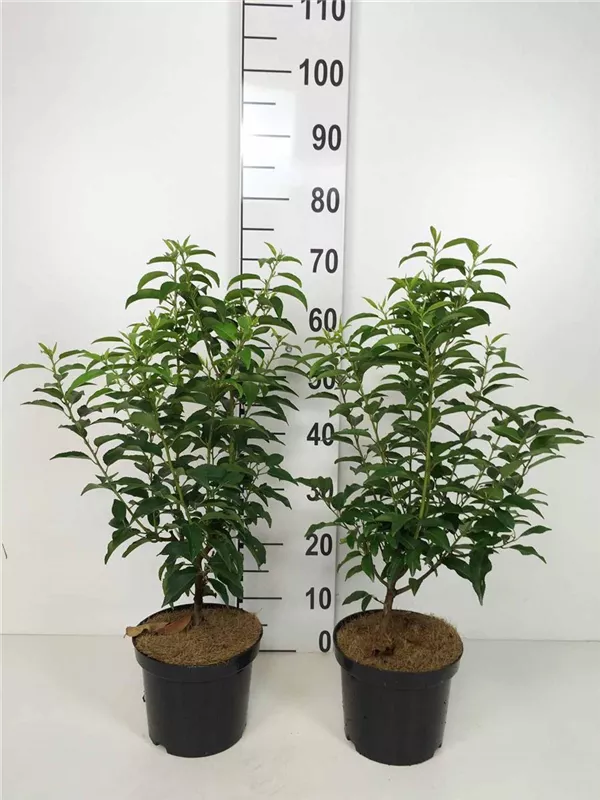 Portug.Lorbeerkirsche 'Angustifolia' - Prunus lusitanica 'Angustifolia' - Heckenpflanzen