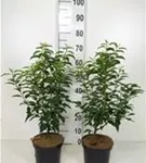 Portug.Lorbeerkirsche 'Angustifolia' - Prunus lusitanica 'Angustifolia' - Heckenpflanzen
