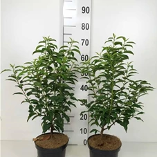 Prunus lusitanica 'Angustifolia' - Heckenpflanzen, C 3 - Aktion 40- 60