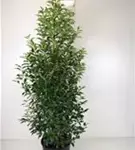 Portug.Lorbeerkirsche 'Angustifolia' - Prunus lusitanica 'Angustifolia' - Heckenpflanzen