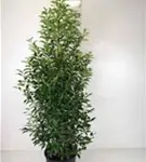 Portug.Lorbeerkirsche 'Angustifolia' - Prunus lusitanica 'Angustifolia' - Heckenpflanzen