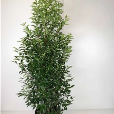 Prunus lusitanica 'Angustifolia' - Heckenpflanzen, C 25 140- 160