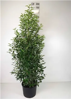 Portug.Lorbeerkirsche 'Angustifolia' - Prunus lusitanica 'Angustifolia' - Heckenpflanzen