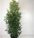 Portug.Lorbeerkirsche 'Angustifolia' - Prunus lusitanica 'Angustifolia' - Heckenpflanzen