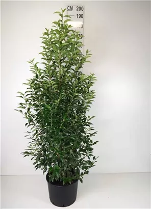 Portug.Lorbeerkirsche 'Angustifolia' - Prunus lusitanica 'Angustifolia' - Heckenpflanzen