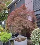Dunkelroter Schlitzahorn 'Garnet' - Acer palmatum 'Dissectum Garnet' - Ziergehölze