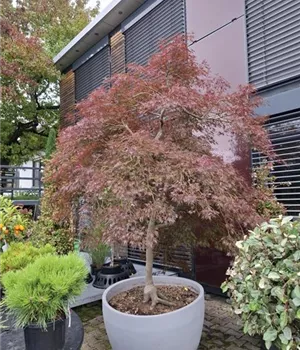 Acer palmatum 'Dissectum Garnet' - Unikum