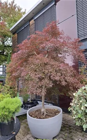 Acer palmatum 'Dissectum Garnet' - Ziergehölze