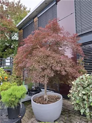Dunkelroter Schlitzahorn 'Garnet' - Acer palmatum 'Dissectum Garnet' - Ziergehölze