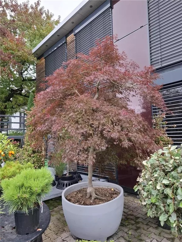 Dunkelroter Schlitzahorn 'Garnet' - Acer palmatum 'Dissectum Garnet' - Ziergehölze