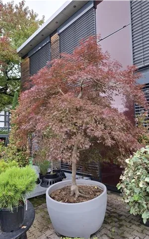 Acer palmatum 'Dissectum Garnet' - Unikum