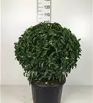 Portug.Lorbeerkirsche 'Angustifolia' - Prunus lusitanica 'Angustifolia' - Formgehölze