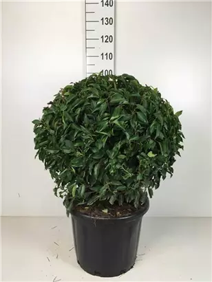 Portug.Lorbeerkirsche 'Angustifolia' - Prunus lusitanica 'Angustifolia' - Formgehölze