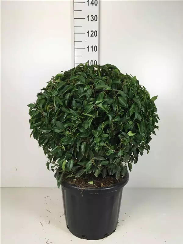 Portug.Lorbeerkirsche 'Angustifolia' - Prunus lusitanica 'Angustifolia' - Formgehölze