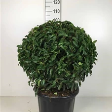 Prunus lusitanica 'Angustifolia' - Formgehölze, C Kugel 70-