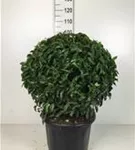 Portug.Lorbeerkirsche 'Angustifolia' - Prunus lusitanica 'Angustifolia' - Formgehölze