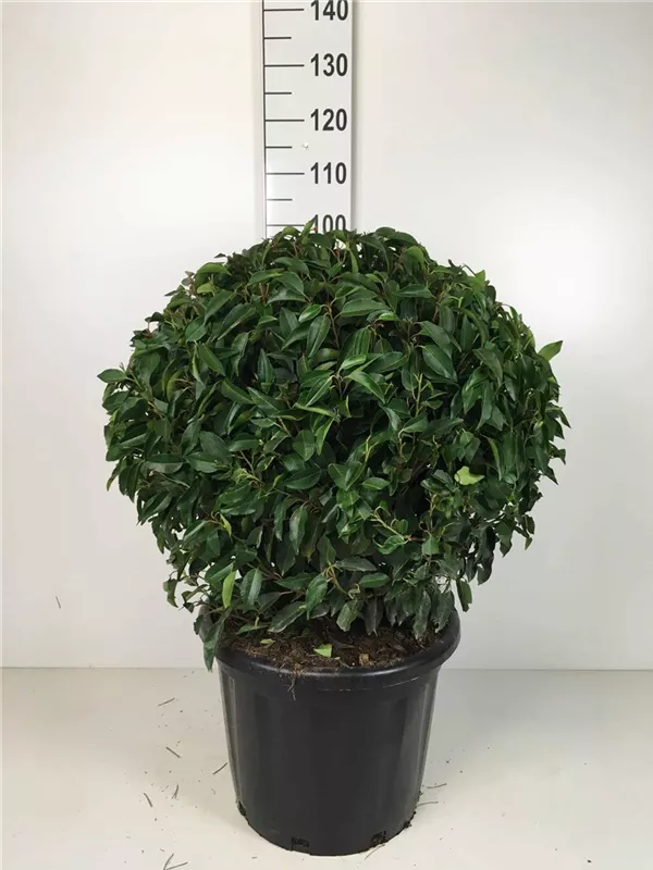 Portug.Lorbeerkirsche 'Angustifolia' - Prunus lusitanica 'Angustifolia' - Formgehölze