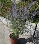 Blauraute 'Blue Spire' - Perovskia atriplicifolia 'Blue Spire' Blauraute 'Blue Spire' - Perovskia atriplicifolia 'Blue Spire'