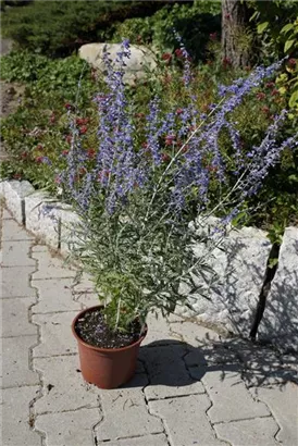 Blauraute 'Blue Spire' - Perovskia atriplicifolia 'Blue Spire' Blauraute 'Blue Spire' - Perovskia atriplicifolia 'Blue Spire'