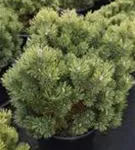Kugel-Kiefer 'Mops' - Pinus mugo 'Mops' - Nadeln - Koniferen