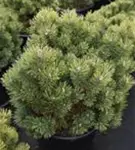 Kugel-Kiefer 'Mops' - Pinus mugo 'Mops' - Nadeln - Koniferen