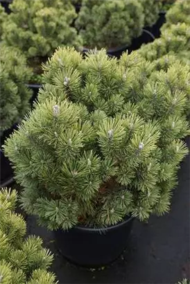 Kugel-Kiefer 'Mops' - Pinus mugo 'Mops' - Nadeln - Koniferen