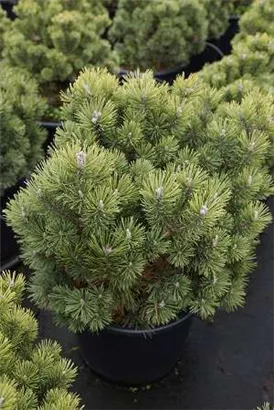 Kugel-Kiefer 'Mops' - Pinus mugo 'Mops' - Nadeln - Koniferen