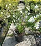 Fingerstrauch 'Abbotswood' - Potentilla 'Abbotswood' - Stauden A-Z