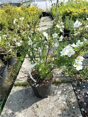 Fingerstrauch 'Abbotswood' - Potentilla 'Abbotswood' - Stauden A-Z