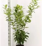 Kirschlorbeer 'Novita' - Prunus lauroc.'Novita' - Heckenpflanzen