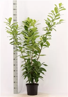 Kirschlorbeer 'Novita' - Prunus lauroc.'Novita' - Heckenpflanzen