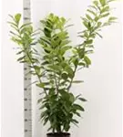 Kirschlorbeer 'Novita' - Prunus lauroc.'Novita' - Heckenpflanzen