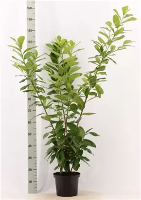 Kirschlorbeer 'Novita' - Prunus lauroc.'Novita' - Heckenpflanzen