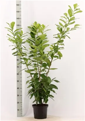 Kirschlorbeer 'Novita' - Prunus lauroc.'Novita' - Heckenpflanzen