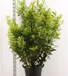 Kirschlorbeer 'Novita' - Prunus lauroc.'Novita' - Heckenpflanzen