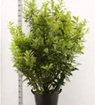 Kirschlorbeer 'Novita' - Prunus lauroc.'Novita' - Heckenpflanzen