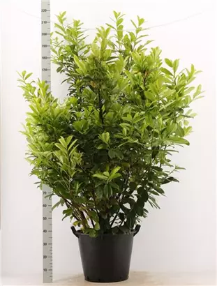 Kirschlorbeer 'Novita' - Prunus lauroc.'Novita' - Heckenpflanzen