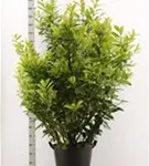 Kirschlorbeer 'Novita' - Prunus lauroc.'Novita' - Heckenpflanzen