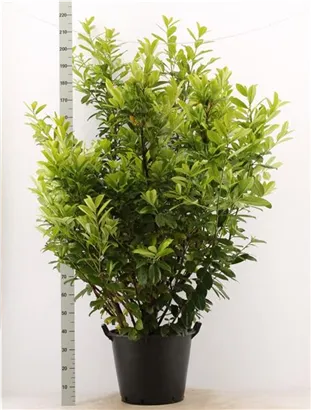 Kirschlorbeer 'Novita' - Prunus lauroc.'Novita' - Heckenpflanzen