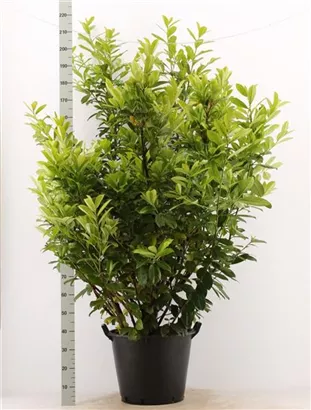 Kirschlorbeer 'Novita' - Prunus lauroc.'Novita' - Heckenpflanzen