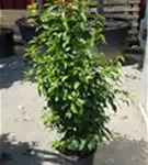 Portug.Lorbeerkirsche 'Angustifolia' - Prunus lusitanica 'Angustifolia' - Heckenpflanzen