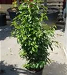 Portug.Lorbeerkirsche 'Angustifolia' - Prunus lusitanica 'Angustifolia' - Heckenpflanzen