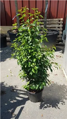 Portug.Lorbeerkirsche 'Angustifolia' - Prunus lusitanica 'Angustifolia' - Heckenpflanzen