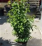 Portug.Lorbeerkirsche 'Angustifolia' - Prunus lusitanica 'Angustifolia' - Heckenpflanzen