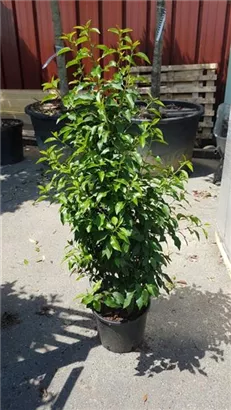 Portug.Lorbeerkirsche 'Angustifolia' - Prunus lusitanica 'Angustifolia' - Heckenpflanzen