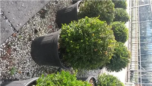 Heimische Eibe - Taxus baccata - Formgehölze