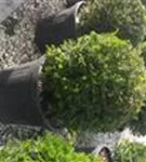 Heimische Eibe - Taxus baccata - Formgehölze